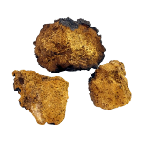 Chaga extract for micro-dose magic mushrooms