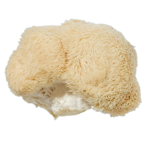 Lion's mane for micro-dose magic mushrooms