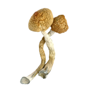 magic mushroom for boost capsules micro-dose