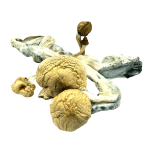 magic mushroom for reset capsules micro-dose