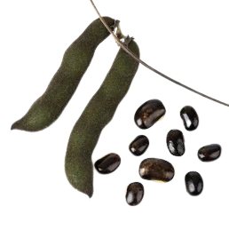 mucuna-bean